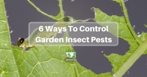 6 Ways To Deal With Harmful Garden Insects - Yards Improved