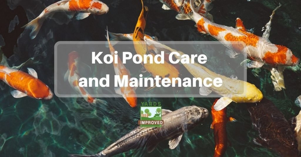 Koi Pond Care And Maintenance Yards Improved