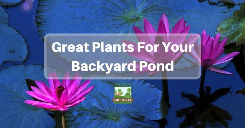 Great Plants For Your Backyard Pond Yards Improved