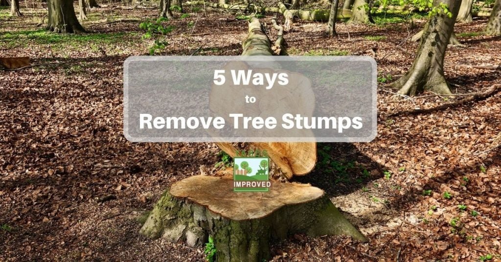 5 Ways To Remove A Tree Stump - Yards Improved