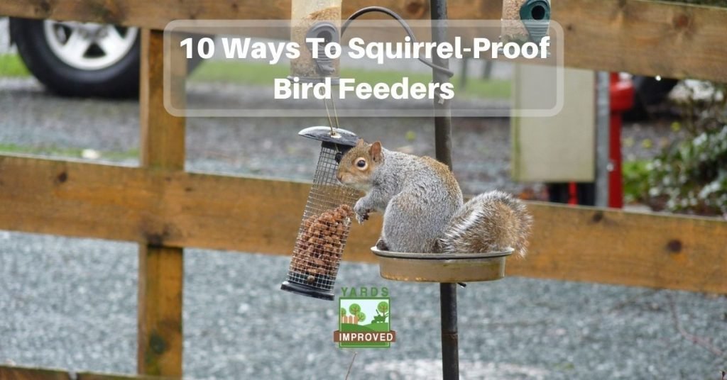 10 Ways To Protect Your Bird Feeder From Squirrels - Yards Improved