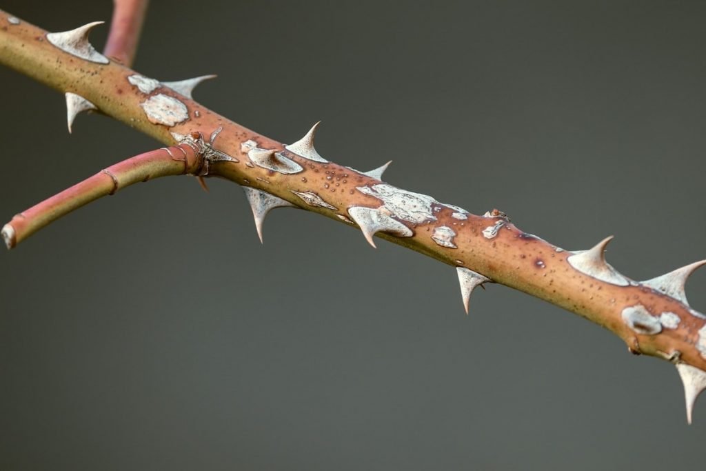 thorns are once source of scrapes and cuts while gardening