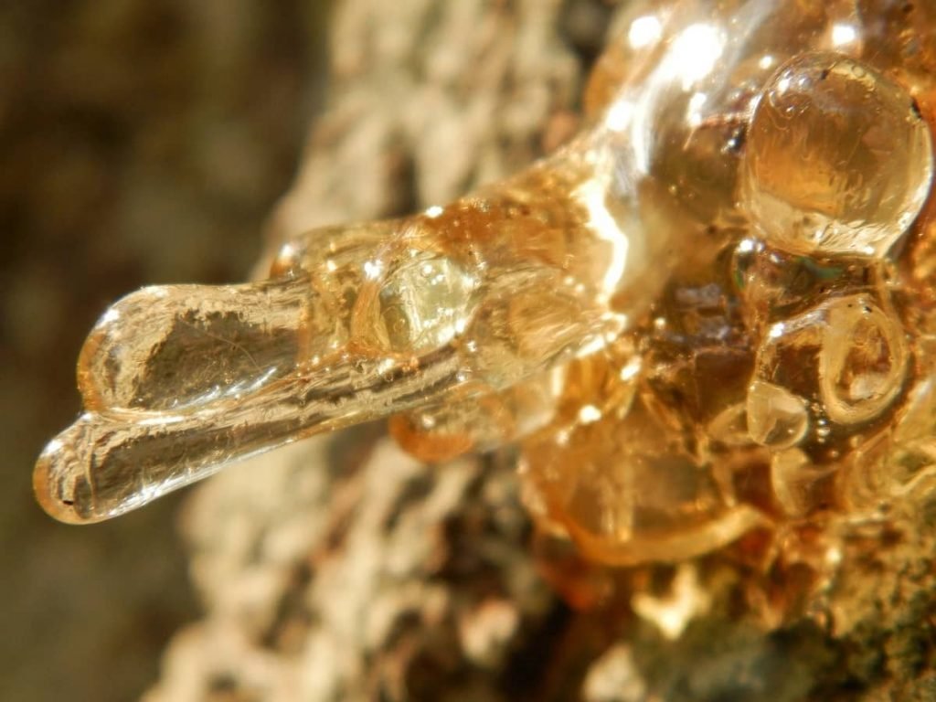 tree sap is a natural product of a living tree, but it can be a sticky mess on your patio