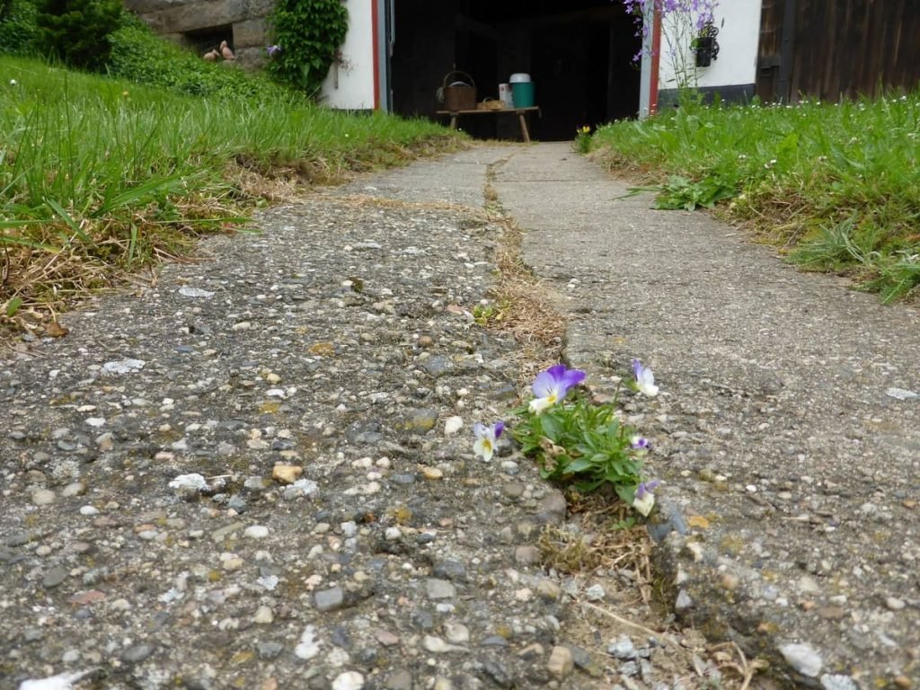flower going through a cracked asphalt driveway