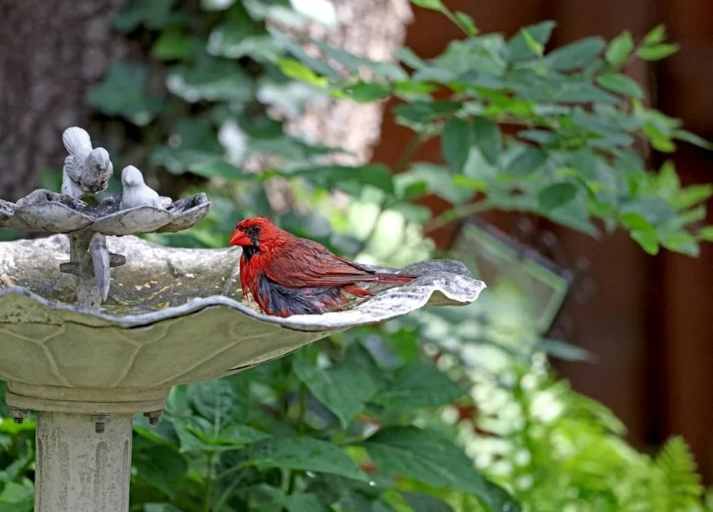  a cardinal enjoys bathing itself in a birdbath