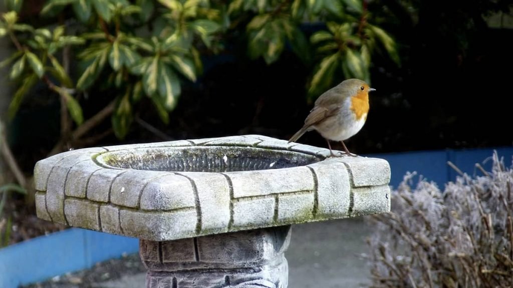 a small songbird enjoys a drink at a bird bath