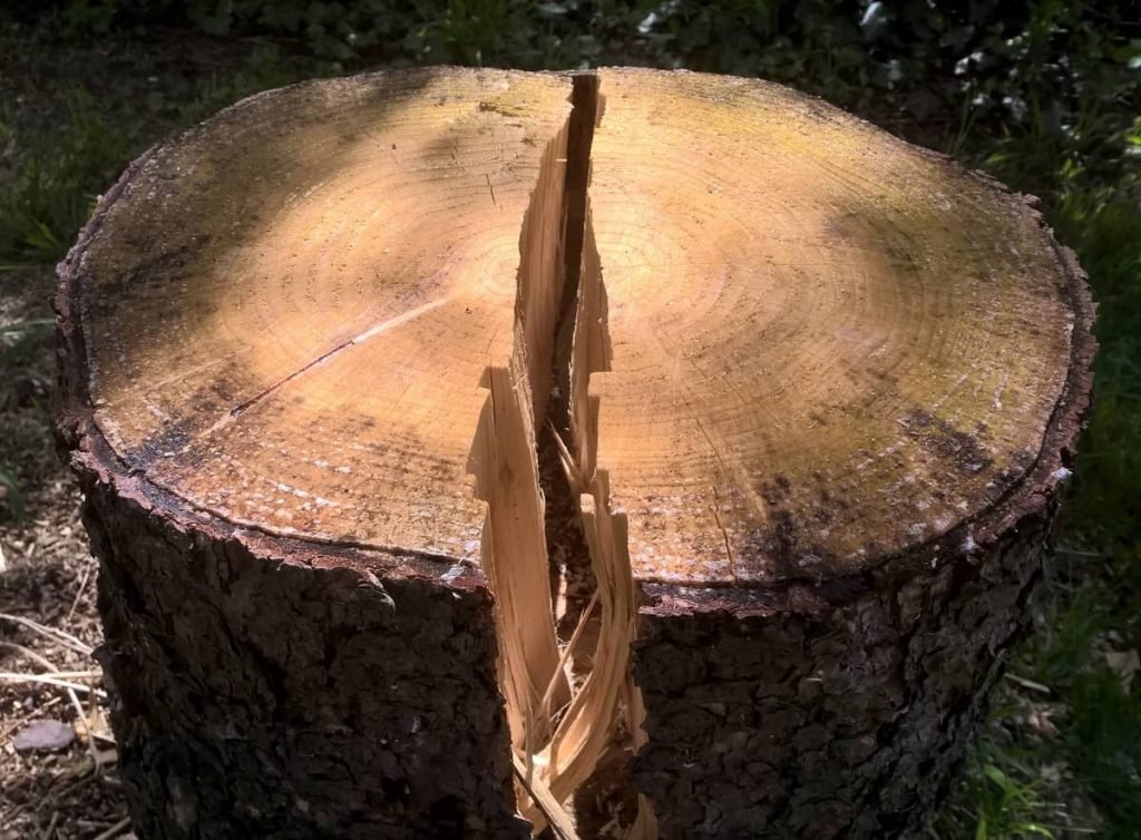 large log already split in two