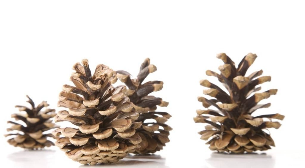 beautiful dried pinecones with open scales