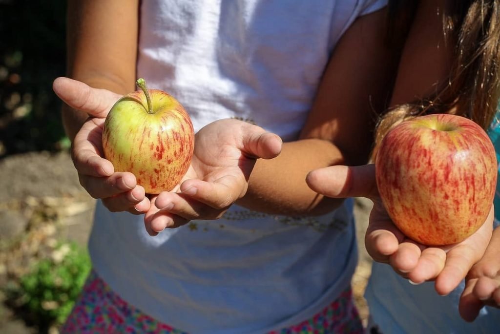 grade school children can identify and pick fruits and vegetables