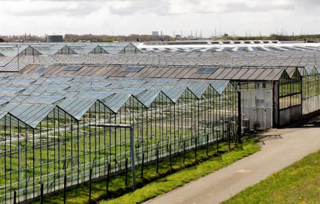 consult your local greenhouse to get great advice for your garden