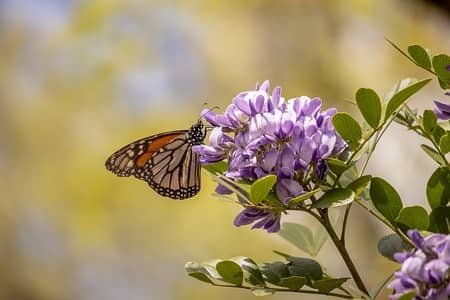 butterfly on purple mountain laurel flower