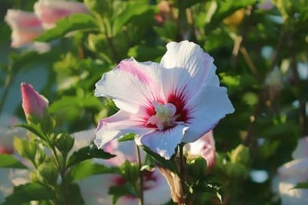 white and purple hibiscus flower