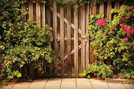 rose bushes straddling a wooden garden gate