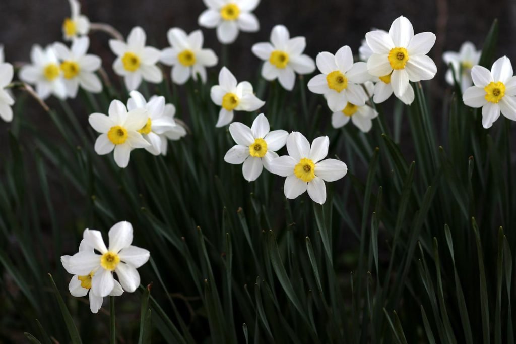 daffodils thrive in acidic soil