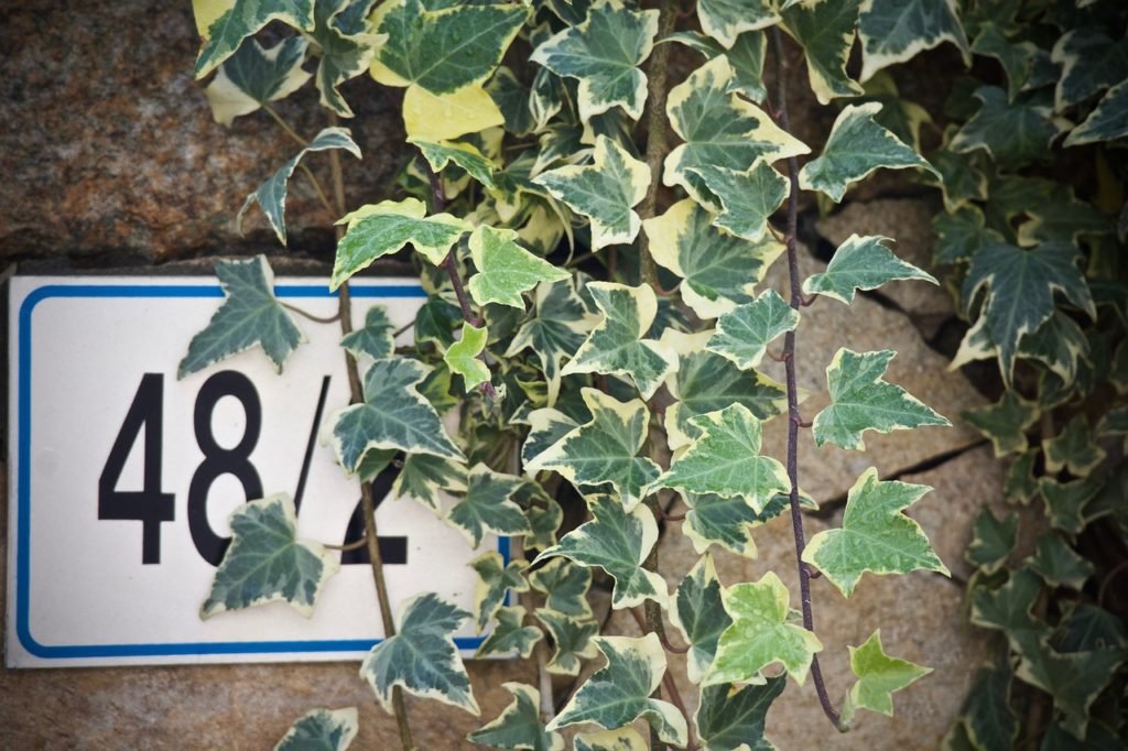 house numbers partially obscured by ivy