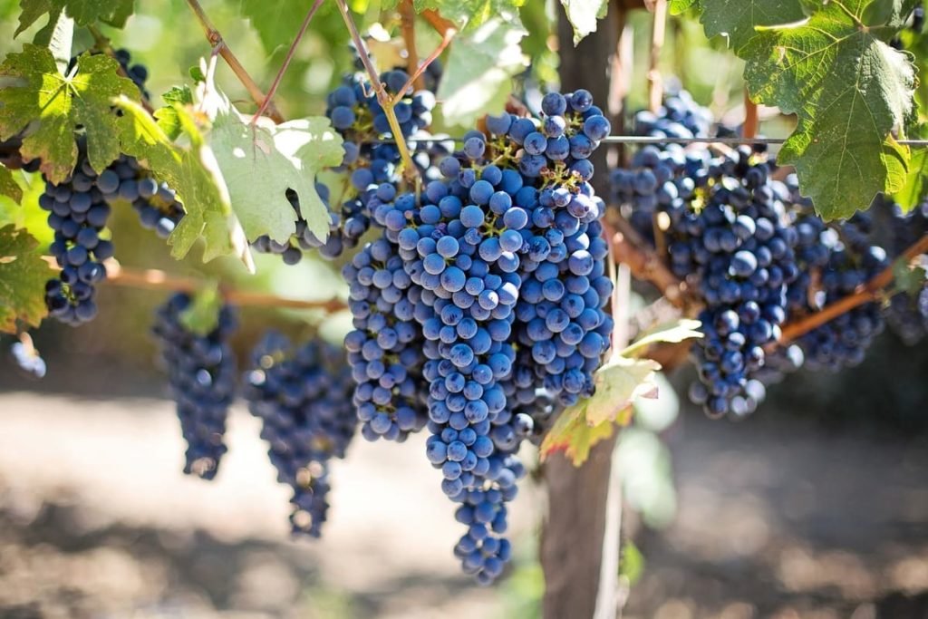 clusters of healthy purple grapes hanging from the vine