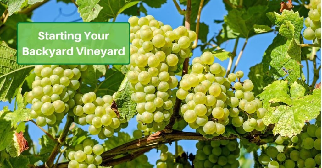 Growing Grapes In Your Garden Yards Improved