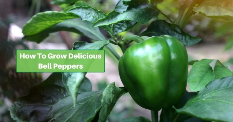 Growing Vibrant Bell Peppers In Your Home Garden: A Complete Guide ...