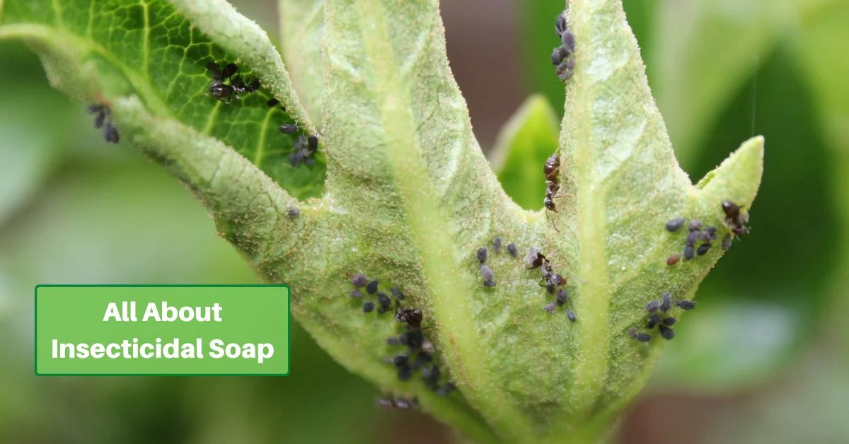 aphids on the underside of a leaf. Text reads, All about insecticidal soap