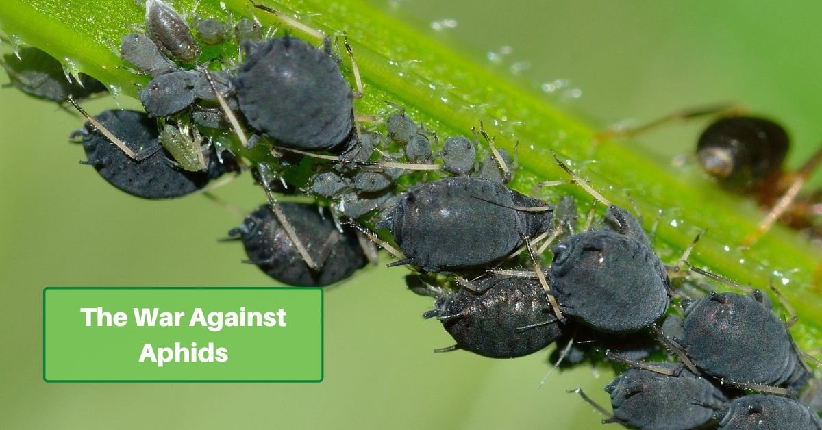 Text reads "the war against aphids" with a background of black aphids on a plant stalk