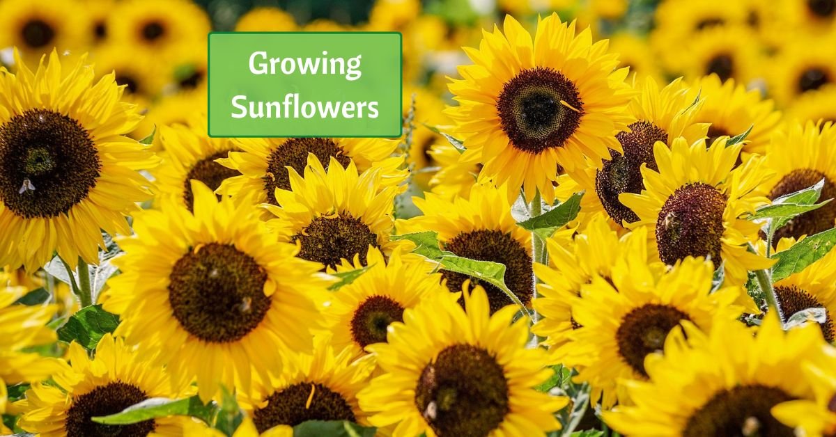 many sunflowers stand in a field, all with flowers pointed toward the camera. text reads, growing sunflowers