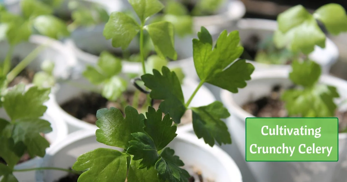 celery seedling in white pots. text reads cultiviting crunchy celery