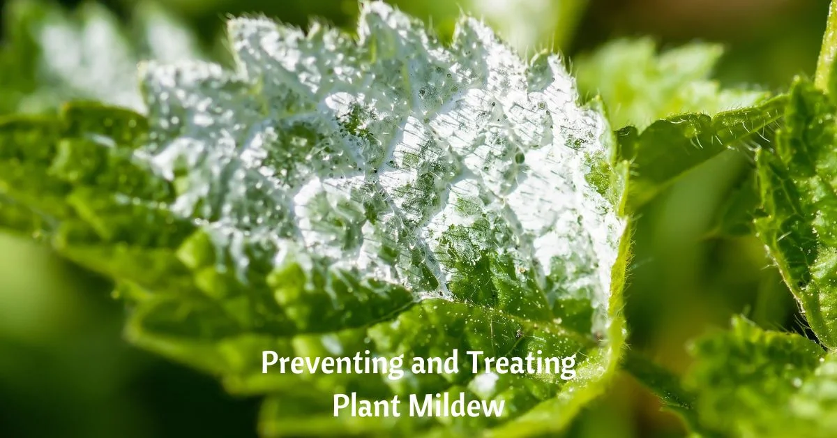 a jagged leaf with white mildew covering it. text reads, preventing and treating plant mildew