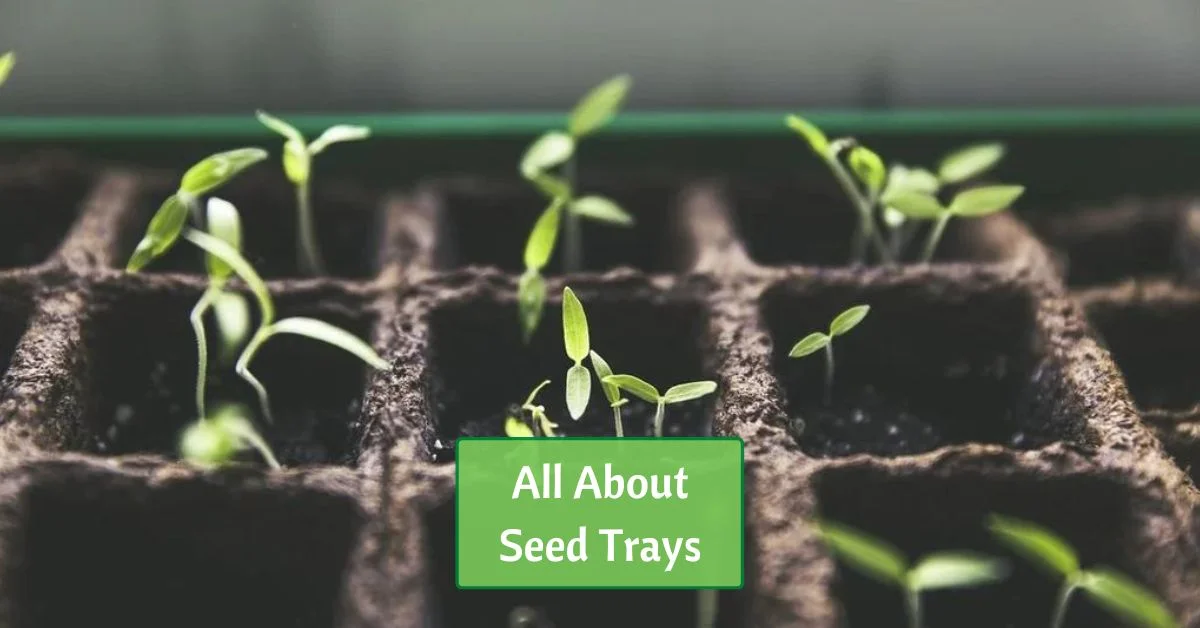 Seed tray with tomato seedlings. text reads All About Seed Trays