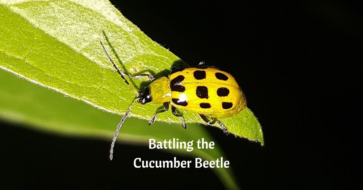a cucumber beetle - yellow with black spots - crawls on a green leaf. text reads, battling the cucumber beetle