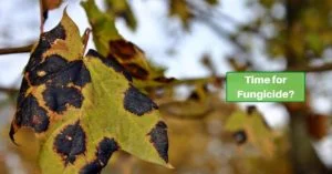 a maple leaf badly infected with tar spot disease. text reads, time for fungicide?