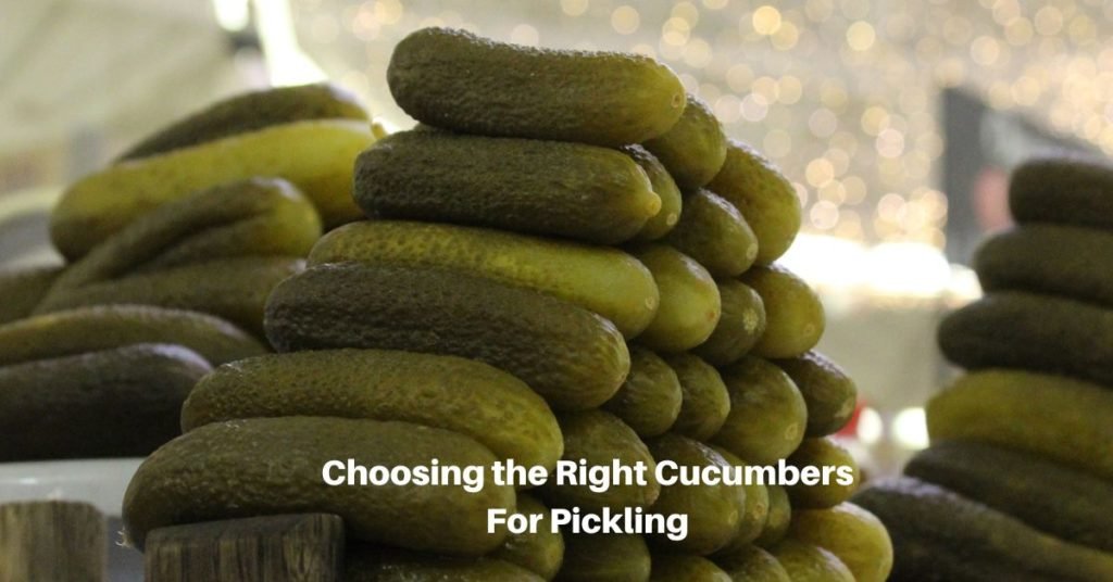 The Best Cucumbers And Herbs For Pickling - Yards Improved
