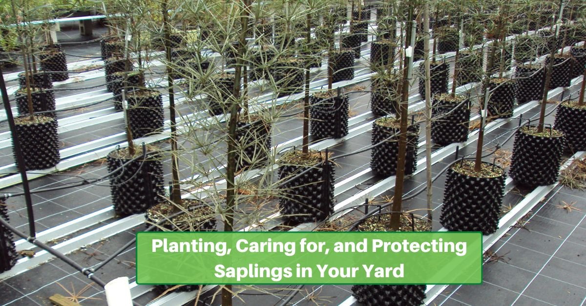 saplings in root trainers. text reads, planting, caring for and protecting saplings in your yard