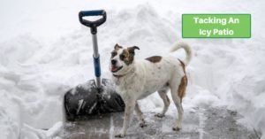 a dog stands next to a snow shovel that's standing upright on a partially-shoveled surface