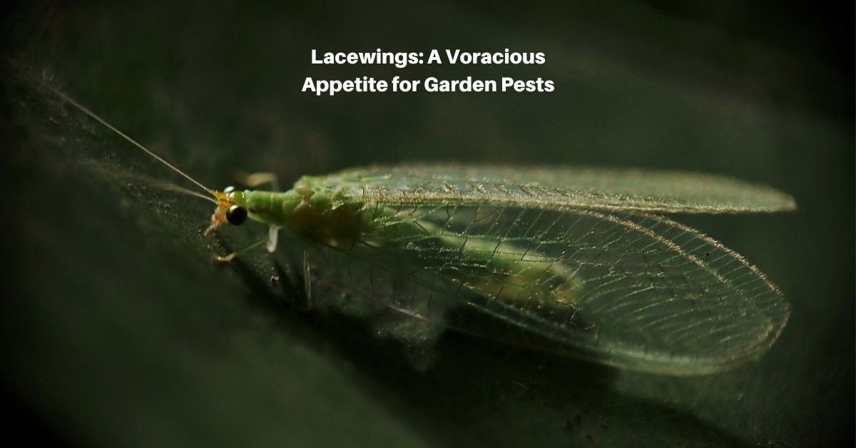a green lacewings on a leaf. text reads, Lacewings, a voracious appetite for garden pests