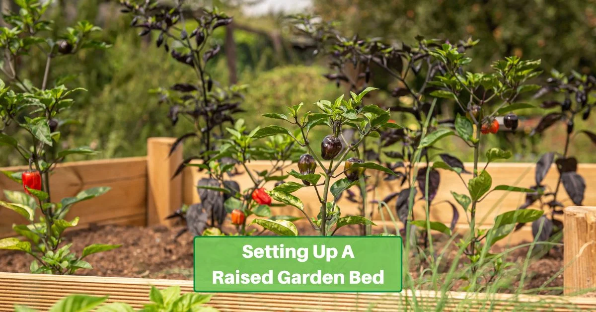 vegetable plants growing in a wooden raised garden bed. text reads, "setting up a raised garden bed"