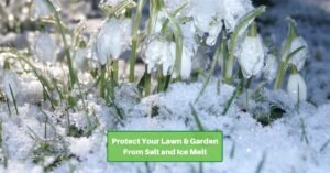 tulips that began to sprout before getting covered in ice again. Text reads, protecting your lawn and garden from salt and ice melt