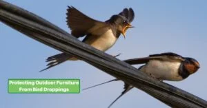 two swallows on a high tension wire. text reads, protecting outdoor furniture from bird droppings