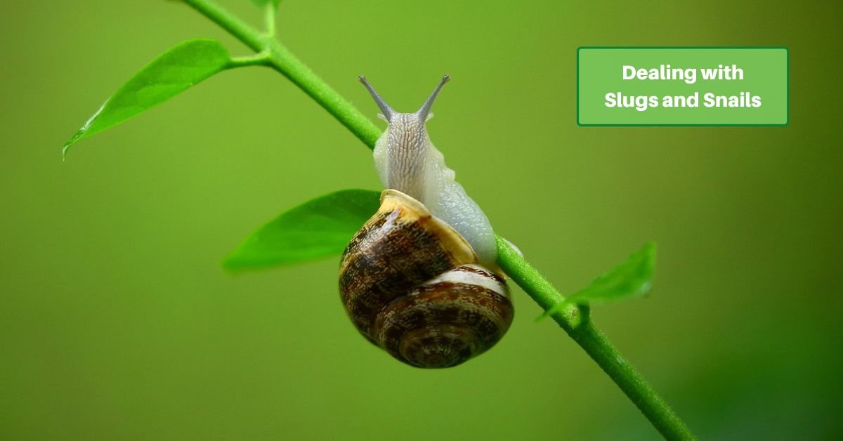 a snail crawling up a plant stem. text reads, dealing with slugs and snails
