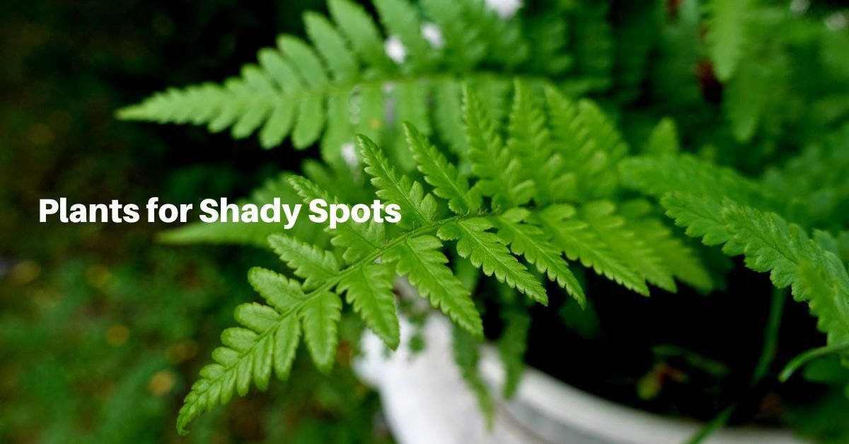 fern fronds growing in a white pot. text reads, plants for shady spots