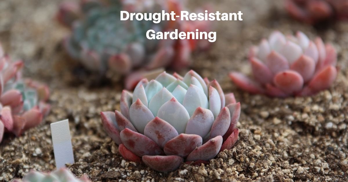 succulents growing in soil. Text reads, "Drought resistant gardening"
