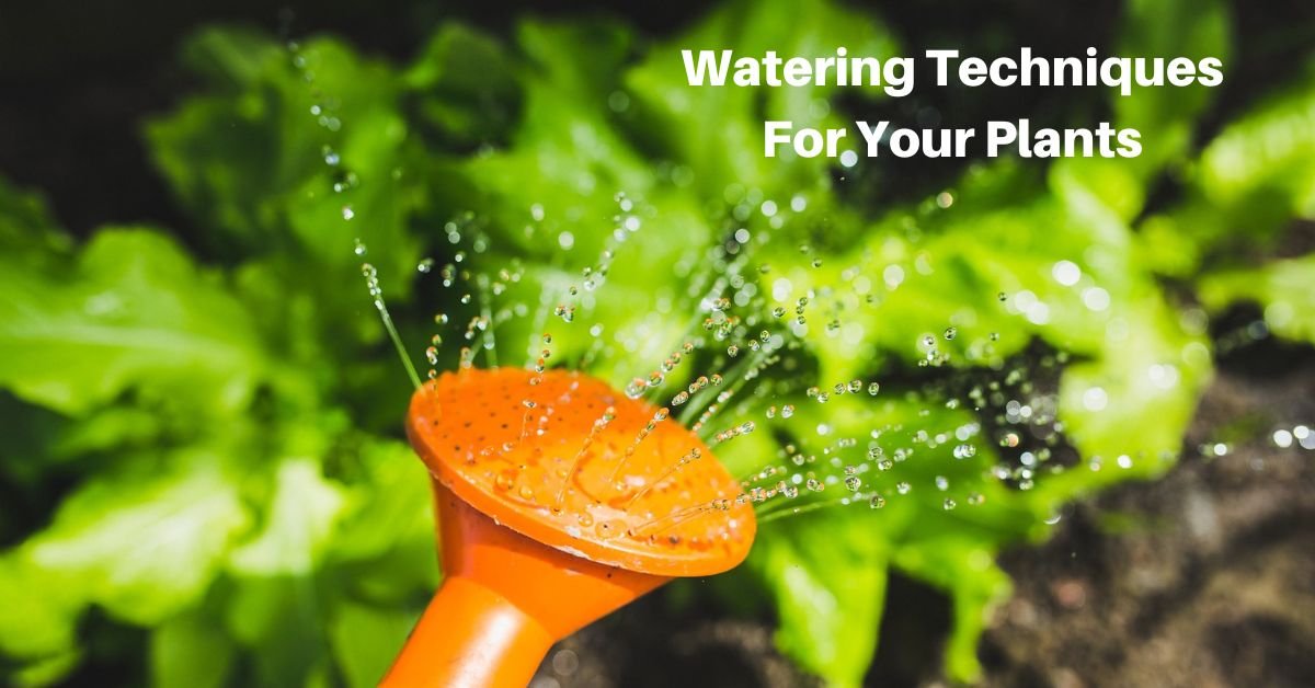 the head of a watering can is shown as it softly pours water over green plants in a garden. text reads, watering techniques for your garden