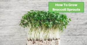 broccoli sprouts growing in a block of soil. text reads, how to grow broccolis sprouts