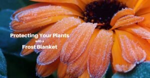 an orange flower with a little frost on its petals. Text over the image reads, "Protecting your plants with a Frost Blanket"