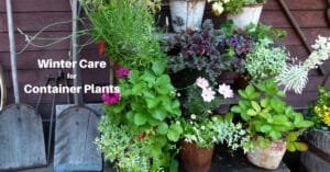 a group of plants in containers alongside a wall. Some gardening tools are nearby. Text reads, winter care for container plants