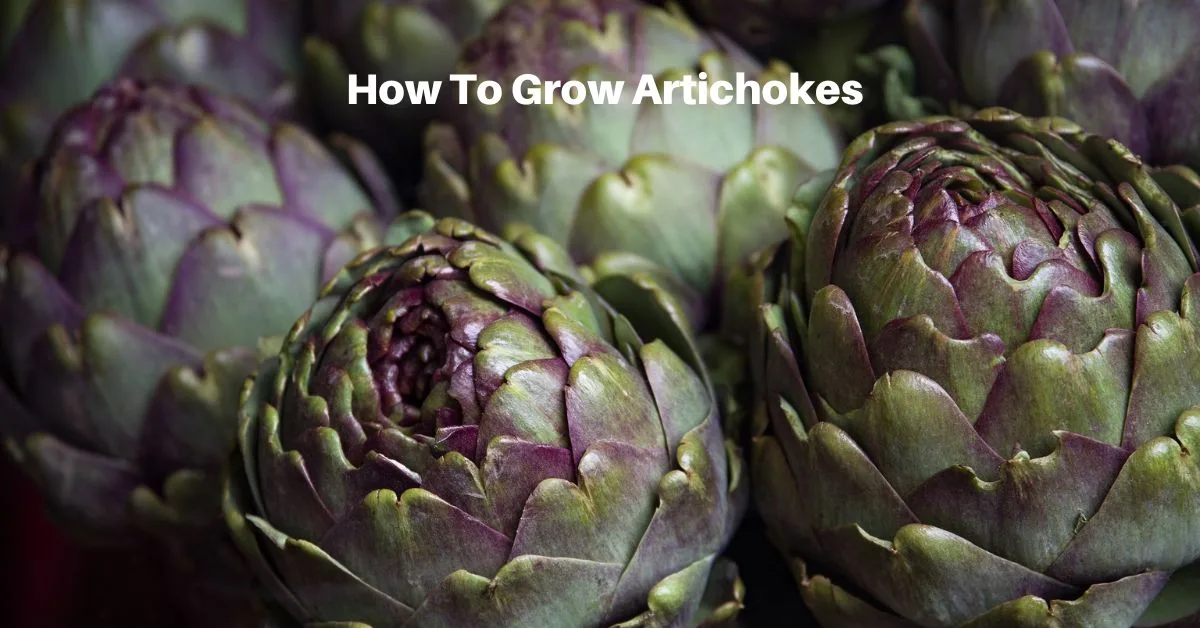 rich green artichokes lay on the table. Text reads, how to grow artichokes