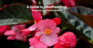 pink begonias in flower. Text reads, A Guide to Deadheading: Keep your plants healthy