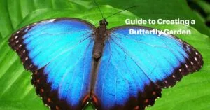 an australian swallowtail butterfly on a leaf, text reads, Guide to creating a butterfly garden