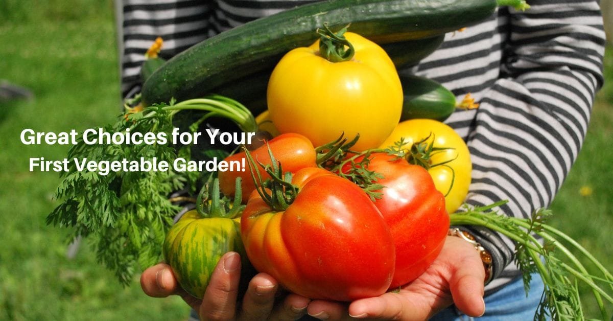 hands holding several types of vegetables. Text reads, great choices for your first vegetable garden