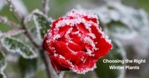 a red rose on the plant, covered with frost. Text reads, choosing the right winter plants