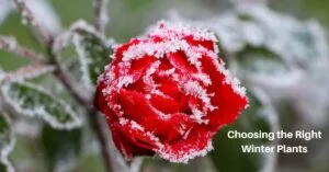 a red rose on the plant, covered with frost. Text reads, choosing the right winter plants